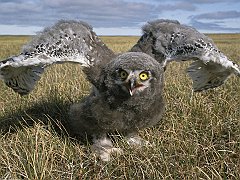 Snowy Owl, Alaska